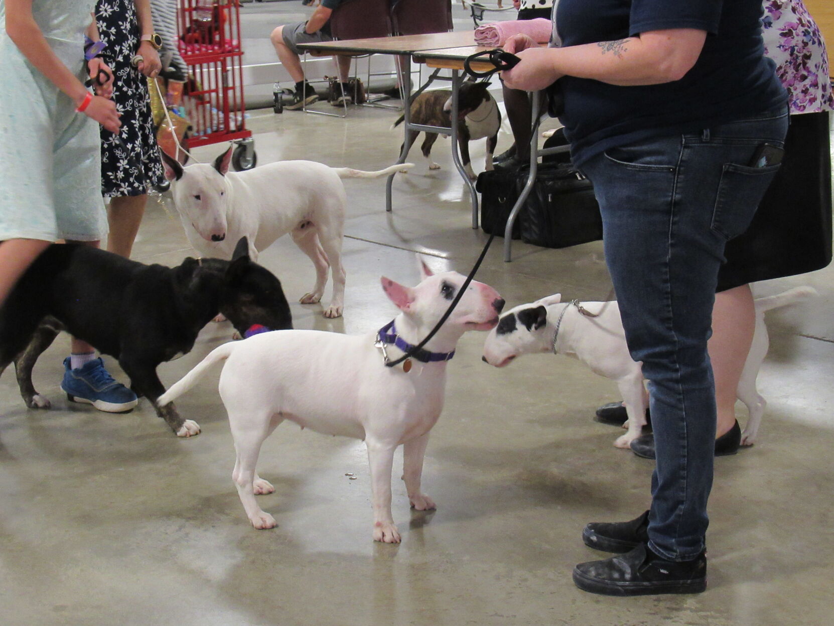 052922-blm-loc-dogshow8